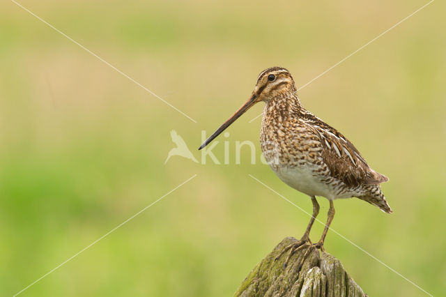 Common Snipe (Gallinago gallinago)