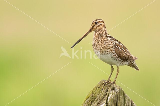 Common Snipe (Gallinago gallinago)