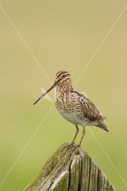 Common Snipe (Gallinago gallinago)