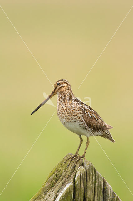 Common Snipe (Gallinago gallinago)