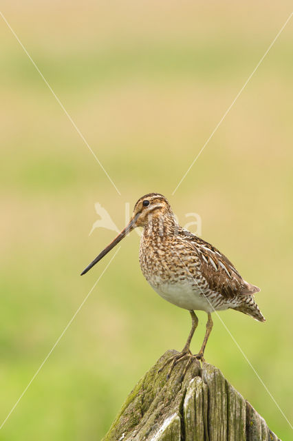 Common Snipe (Gallinago gallinago)