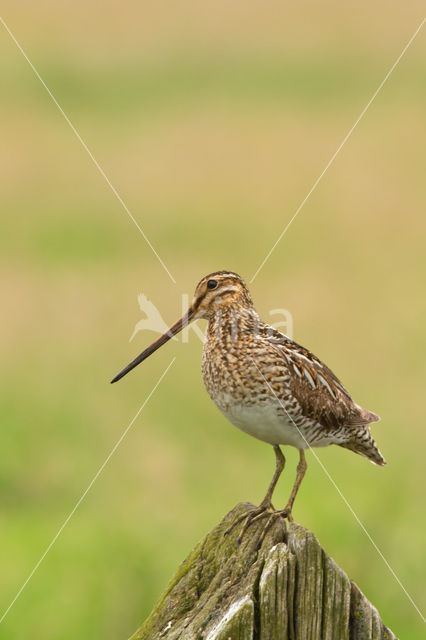 Common Snipe (Gallinago gallinago)