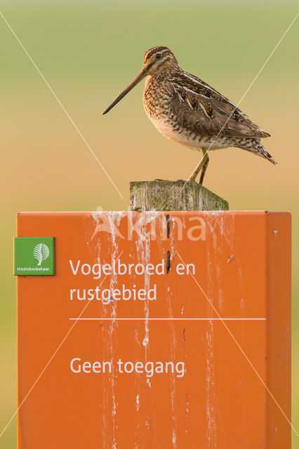 Common Snipe (Gallinago gallinago)