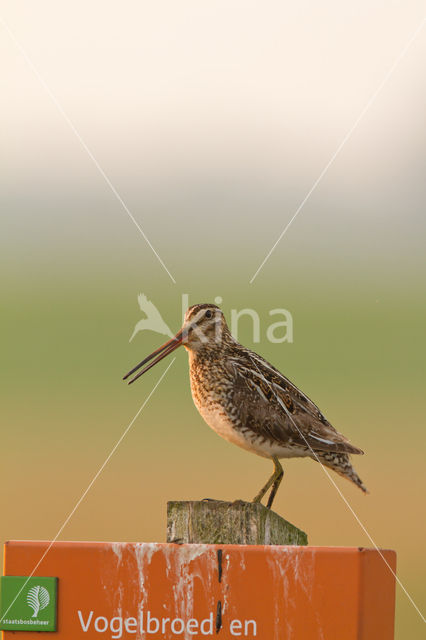 Watersnip (Gallinago gallinago)