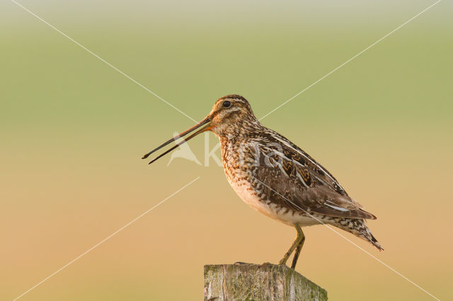 Watersnip (Gallinago gallinago)