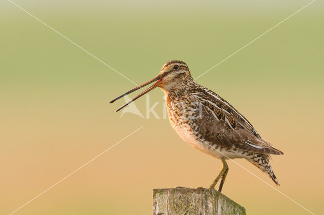 Common Snipe (Gallinago gallinago)