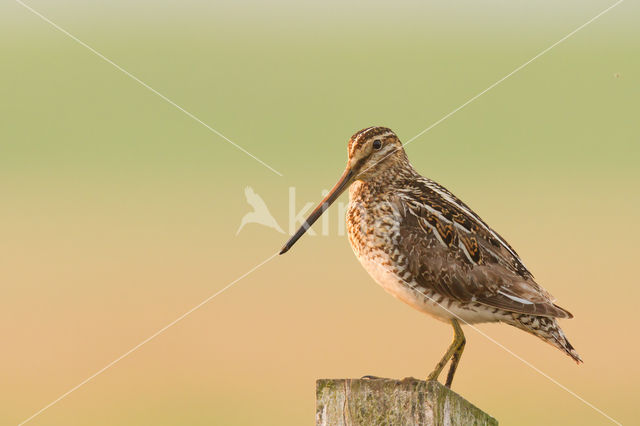 Common Snipe (Gallinago gallinago)