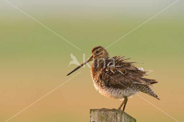 Common Snipe (Gallinago gallinago)