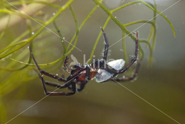 Waterspin (Argyroneta aquatica)