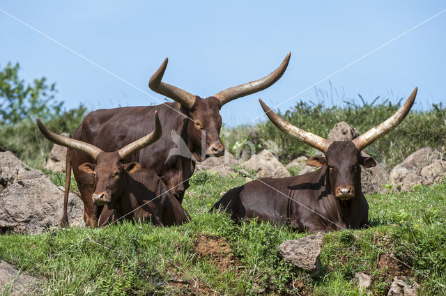 Watusi