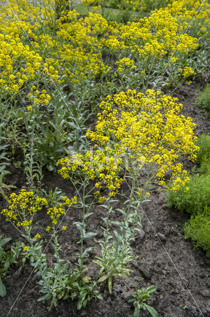 Wede (Isatis tinctoria)