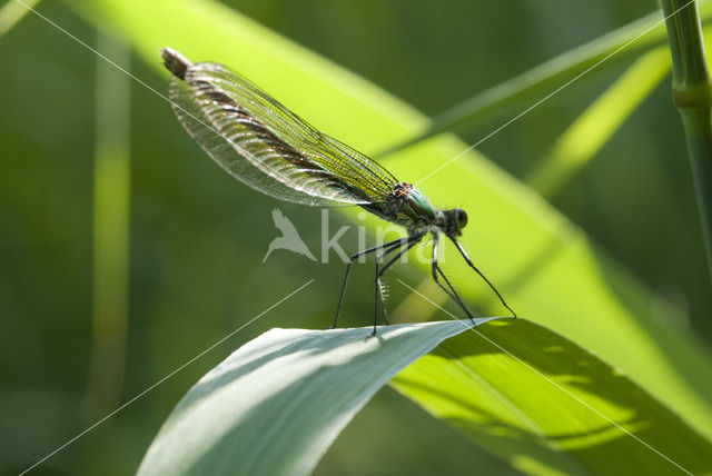 Weidebeekjuffer (Calopteryx splendens)