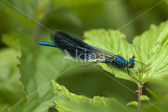 Weidebeekjuffer (Calopteryx splendens)