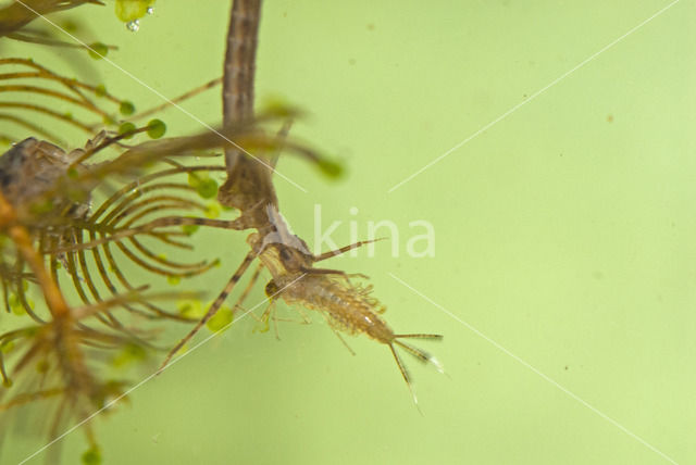 Weidebeekjuffer (Calopteryx splendens)