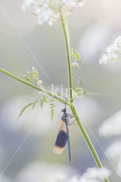 Weidebeekjuffer (Calopteryx splendens)