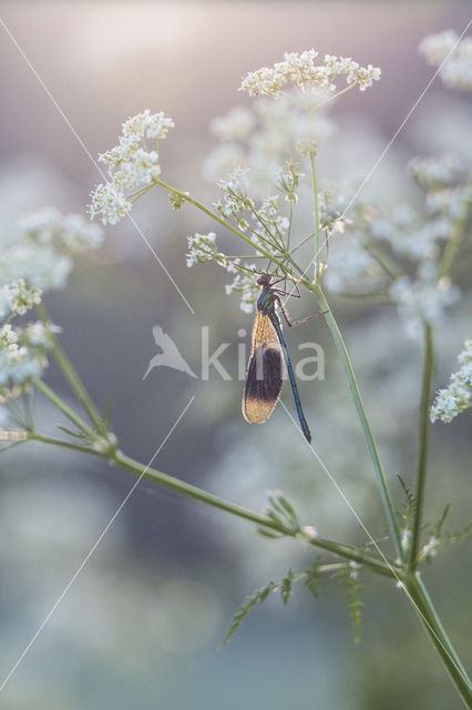 Weidebeekjuffer (Calopteryx splendens)