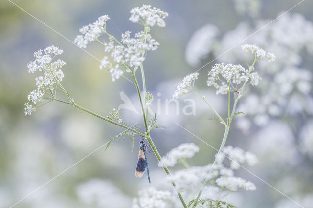 Banded Demoiselle (Calopteryx splendens)