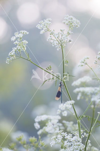 Weidebeekjuffer (Calopteryx splendens)