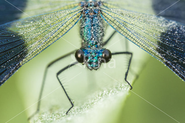 Weidebeekjuffer (Calopteryx splendens)