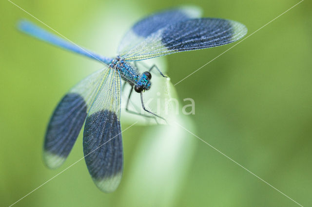 Weidebeekjuffer (Calopteryx splendens)