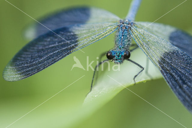 Weidebeekjuffer (Calopteryx splendens)