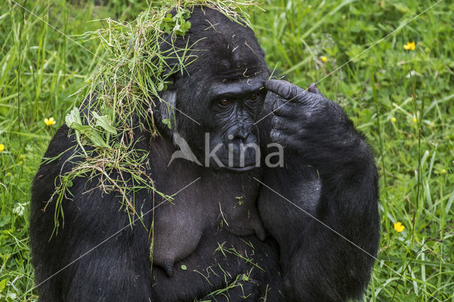 Western Lowland Gorilla (Gorilla gorilla gorilla)