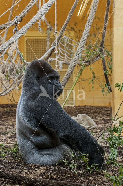 Westelijke laaglandgorilla (Gorilla gorilla gorilla)