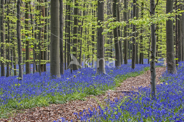 Bluebell (Scilla non-scripta)