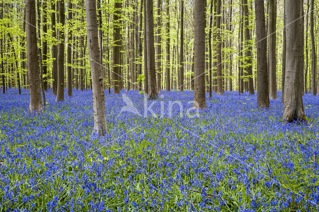 Bluebell (Scilla non-scripta)