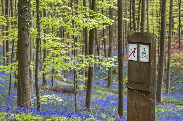 Bluebell (Scilla non-scripta)