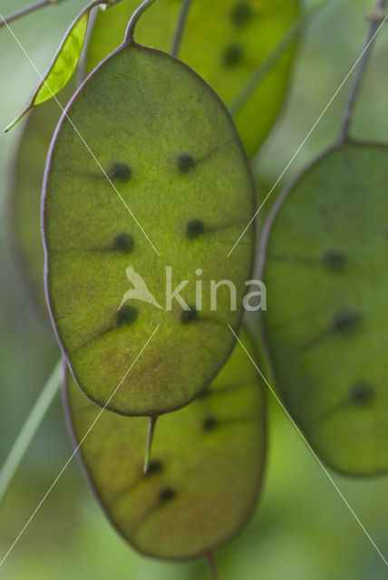 Wilde judaspenning (Lunaria rediviva)