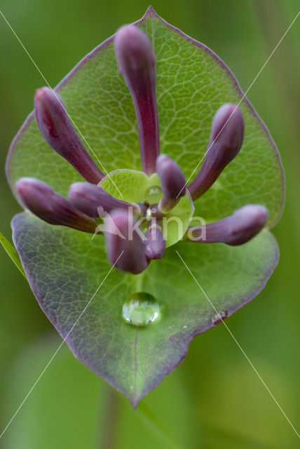 Honeysuckle (Lonicera periclymenum)