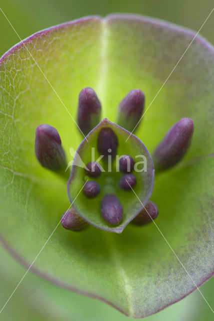Honeysuckle (Lonicera periclymenum)