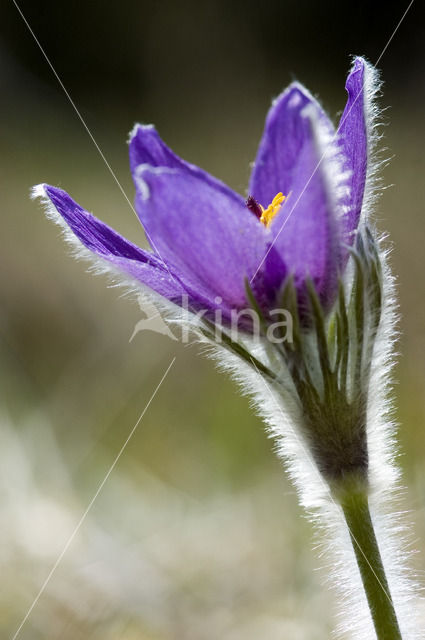 Wildemanskruid (Pulsatilla vulgaris)