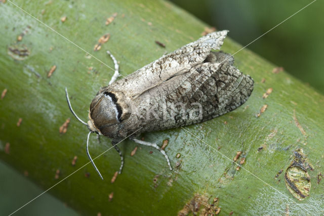 Goat Moth (Cossus cossus)