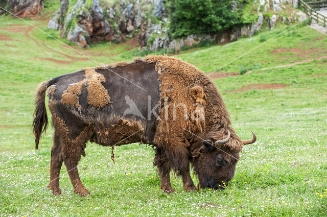 Wisent (Bison bonasus)