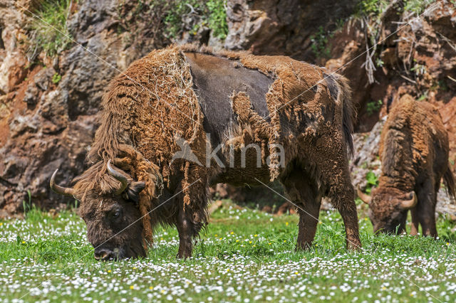 Wisent (Bison bonasus)