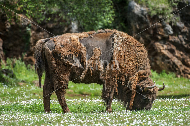 Wisent (Bison bonasus)