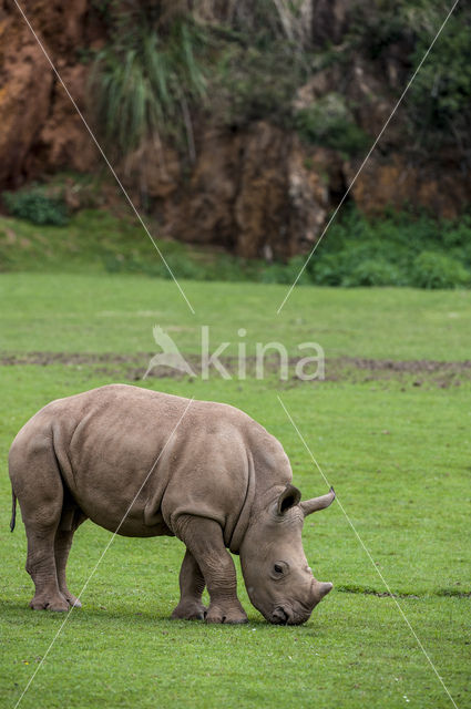 Witte neushoorn