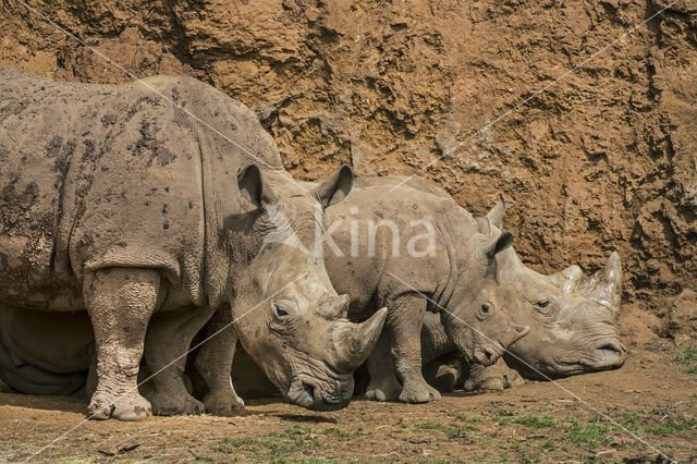 Witte neushoorn