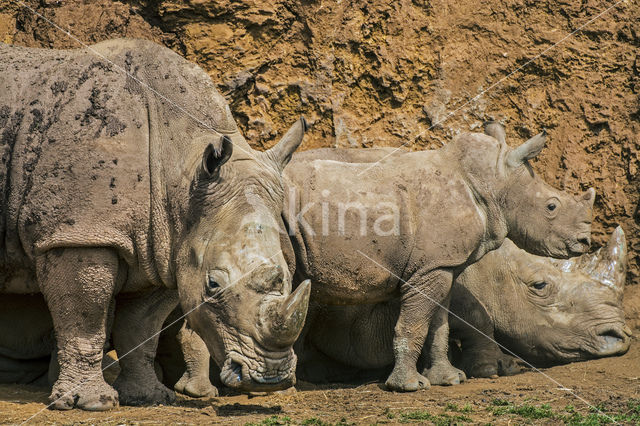 white Rhinoceros