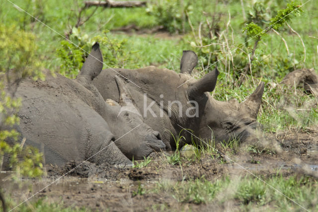 white Rhinoceros