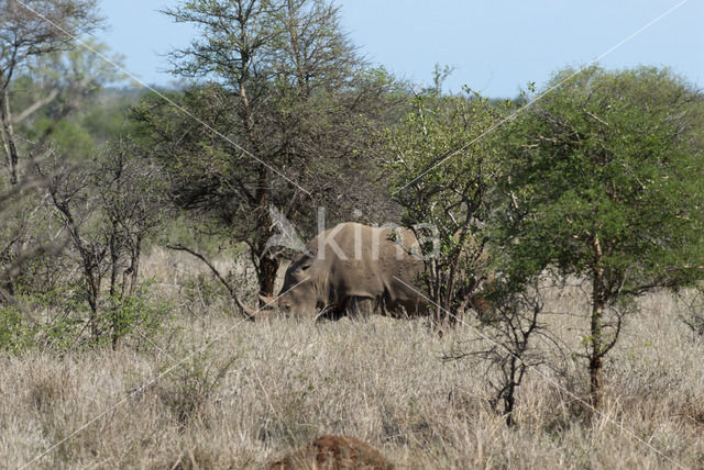 white Rhinoceros