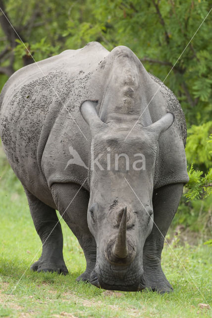 white Rhinoceros