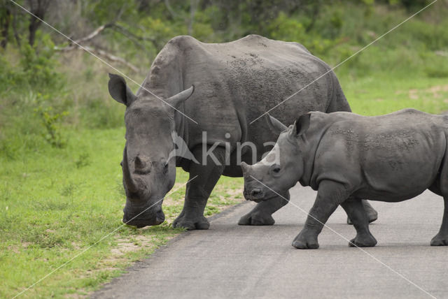 white Rhinoceros