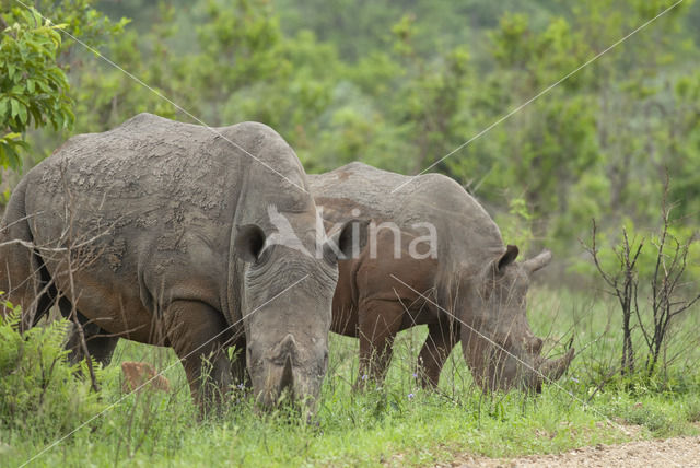 white Rhinoceros