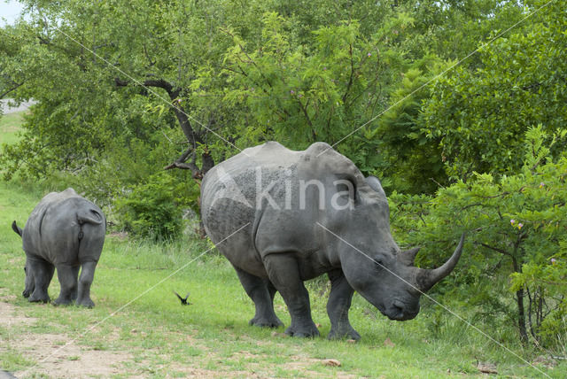 white Rhinoceros
