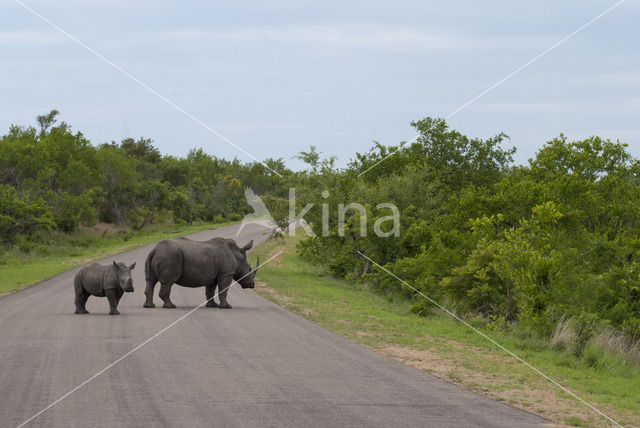 white Rhinoceros