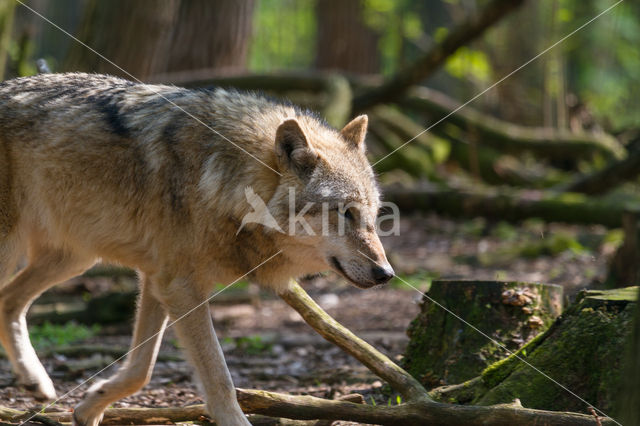 Wolf (Canis lupus)