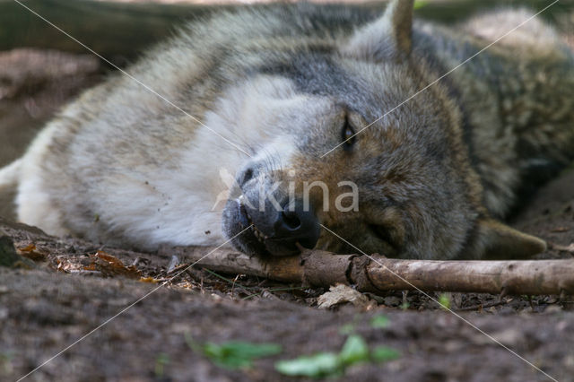 Wolf (Canis lupus)